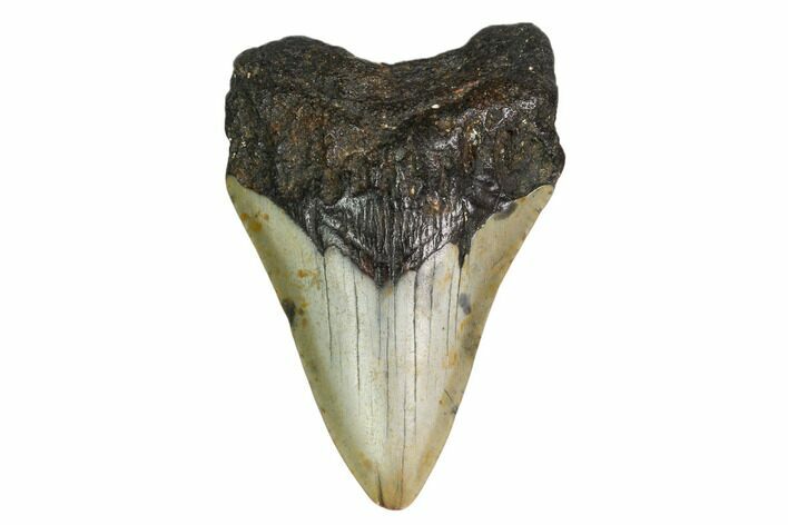 Bargain, Fossil Megalodon Tooth - North Carolina #153007